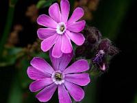 Primeln blühen auf den Wiesen